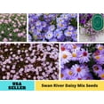 thumbnail image 1 of 100 Seeds| Swan River Mix Daisy Seeds- Authentic Seeds~GMO Free~ Seeds~Flower seeds~Vegetable seeds~ Asian Garden~Herb B5G1#N014, 1 of 5