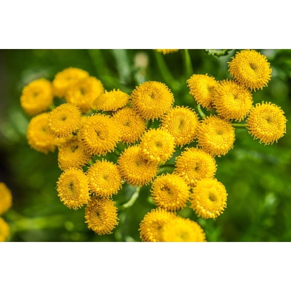 100 Seeds - Tansy Seeds~Chrysanthemum Vulgare-Golden Button,Perennial Herb,Heirloom