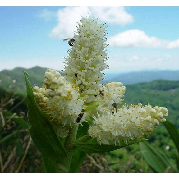 100 Seeds VIRGINIA BUNCHFLOWER LILY (White Hellebore / Corn Lily) Melanthium Virginicum Flower Seeds