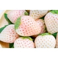 thumbnail image 1 of 100 Seeds WHITE SOUL STRAWBERRY Fragaria Vesca Fruit Flower Berry Seeds, 1 of 11