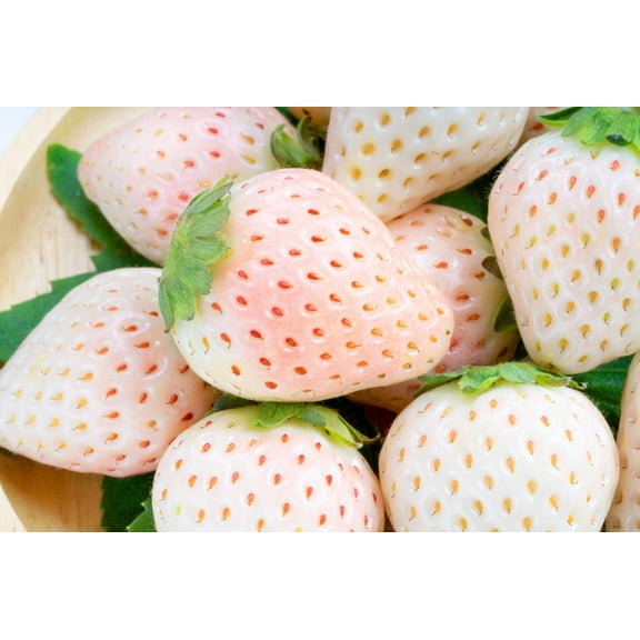 100 Seeds WHITE SOUL STRAWBERRY Fragaria Vesca Fruit Flower Berry Seeds