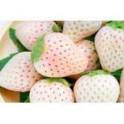 100 Seeds WHITE SOUL STRAWBERRY Fragaria Vesca Fruit Flower Berry Seeds