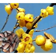 PeavyTailor 100 Wintersweet Tree Chimonanthus Praecox Plant Seeds, Fragrant