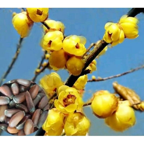 PeavyTailor 100 Wintersweet Tree Chimonanthus Praecox Plant Seeds, Fragrant