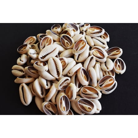 100 Select Center Cut Ringtop Cowrie Shells (1/2 -1" / 12-25 mm) Beach Crafts Ocean Jewelry Nautical Decor
