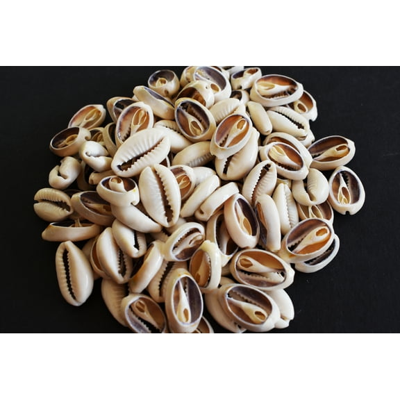 100 Select Center Cut Ringtop Cowrie Shells (1/2 -1" / 12-25 mm) Beach Crafts Ocean Jewelry Nautical Decor