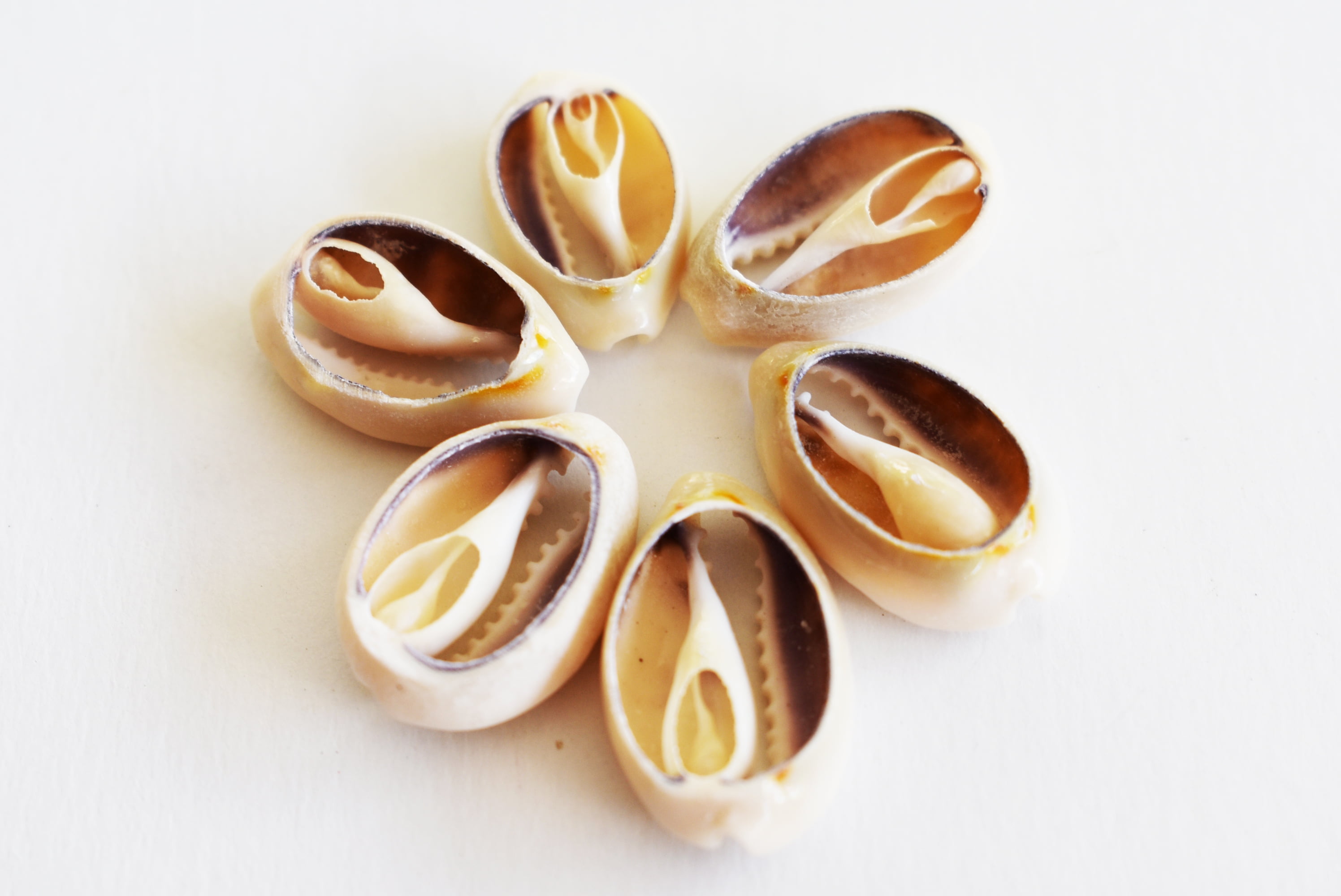 Crowei Shells 100 Select Center Cut Ringtop Cowrie Shells (1/2 -1