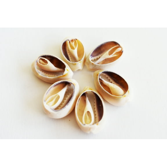 100 Select Center Cut Ringtop Cowrie Shells (1/2 -1" / 12-25 mm) Beach Crafts Ocean Jewelry Nautical Decor