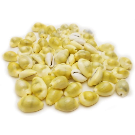 100 Select Money Cowrie Shells Seashells 1/2-1" Shellcraft Cypraea Moneta Crafts Beach Decor Vase Filling - Not Drilled