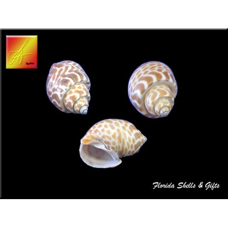 100 Select Small Babylonia Spirata Shells Seashells 1" - 1 1/2" Shellcraft Beach Crafts Nautical Decor Beach Wedding
