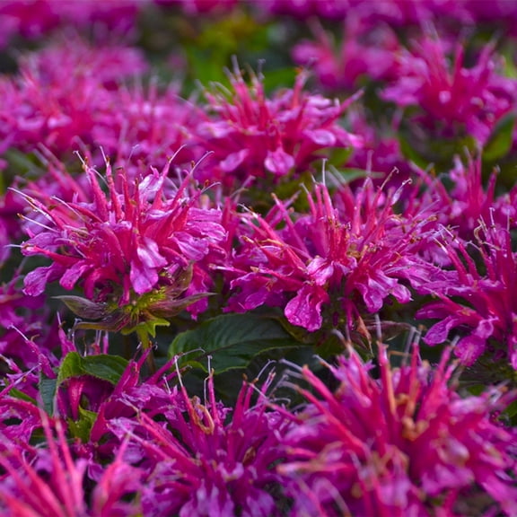 100 Shocking purple Bee Balm Seeds