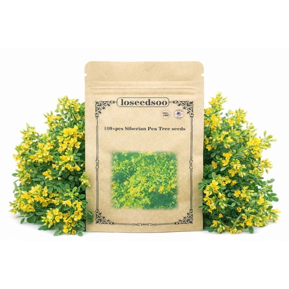 100+ Siberian Pea Tree Seeds for Planting Caragana Arborescens Hardy Yellow Flower Shrub Seeds, Cold Tolerant Nitrogen Fixing Tree, Fast Growing Garden Landscape Seeds