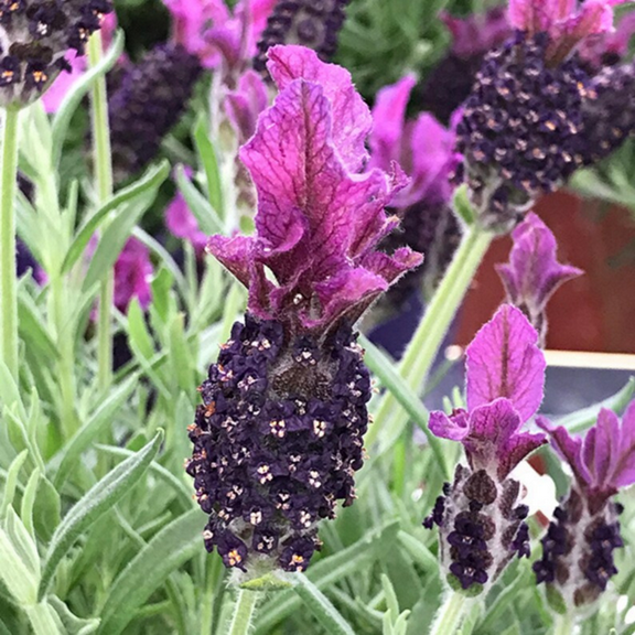 100 Spanish Lavender Seeds