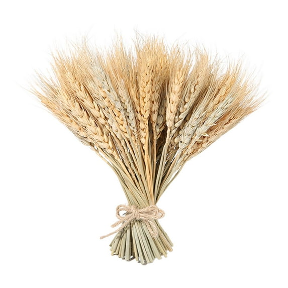 100 Stems Dried Wheat Stalks Dried, Natural Ear of Wheat Grain Flowers for Home Dining Table Flower Arrangement Art Wedding Party Decoration - Natural