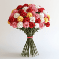 thumbnail image 1 of 100 Stems of Carnations Assorted Colors- Fresh Cut Flowers - Next Day Delivery Available!, 1 of 4