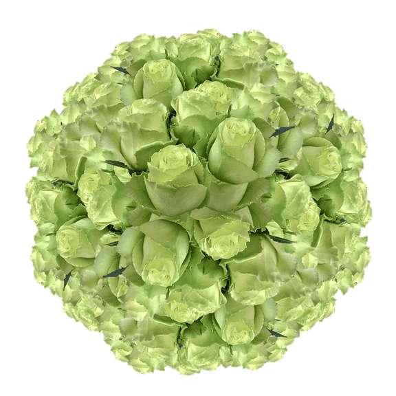 100 Stems of Green Roses- Fresh Flower Delivery