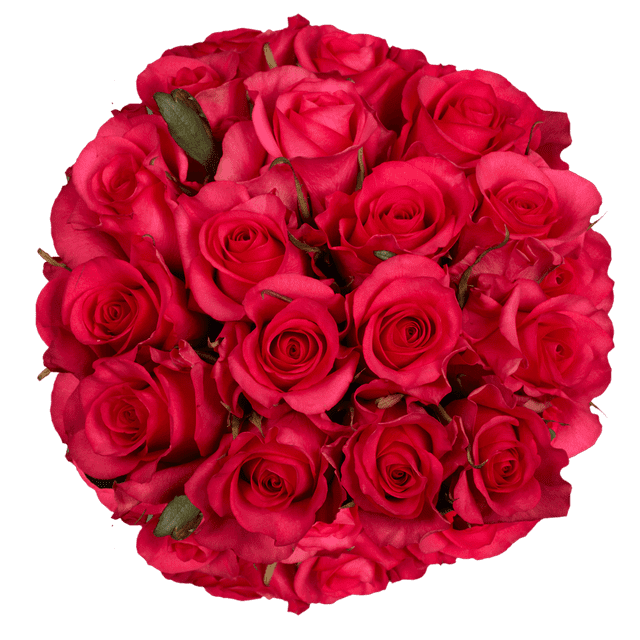 100 Stems Of Hot Pink Roses Beautiful Fresh Cut Flowers Express