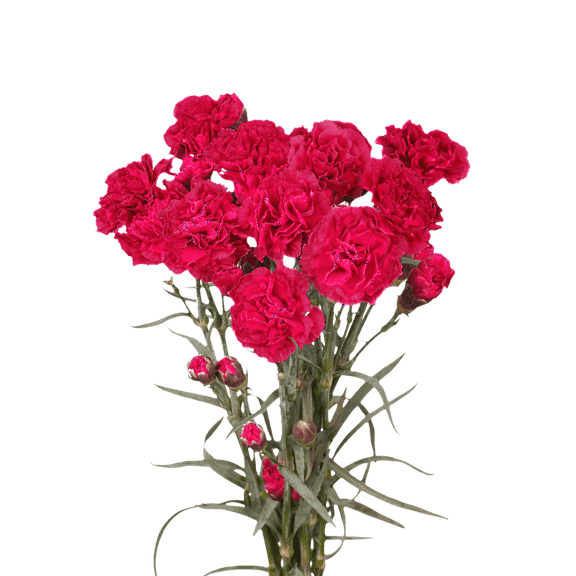 100 Stems of Hot Pink Spray Carnations- Beautiful Fresh Cut Flowers- Express Delivery