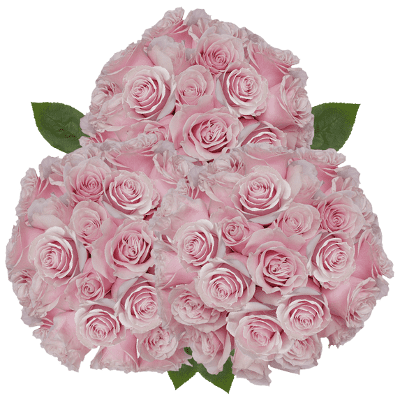 100 Stems of Light Pink Cream Mondial Roses- Beautiful Fresh Cut Flowers- Express Delivery