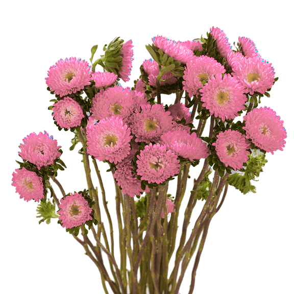100 Stems of Pink Asters Matsumoto- Beautiful Fresh Cut Flowers- Express Delivery