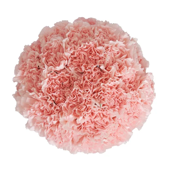 100 Stems of Pink Carnations