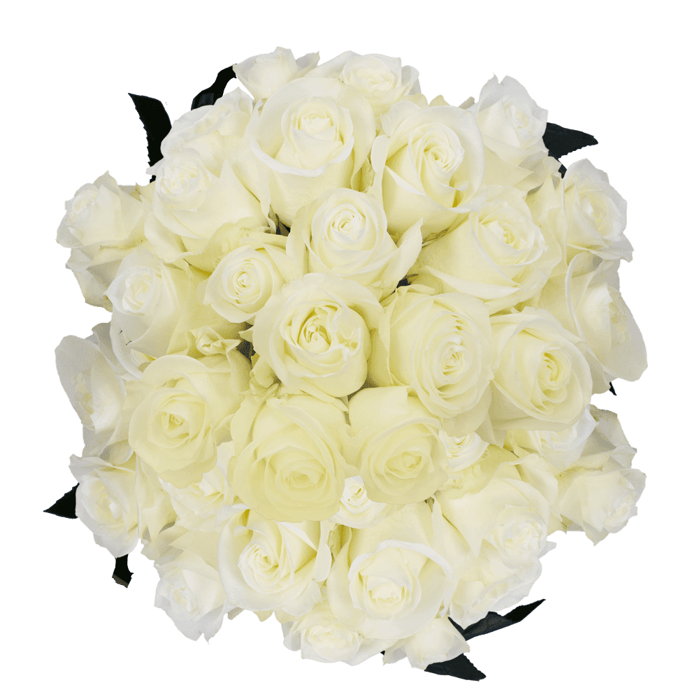 100 Stems of Polar Star Roses- Fresh Flower Delivery