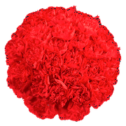 100 Stems of Red Carnations- Beautiful Fresh Cut Flowers- Express Delivery