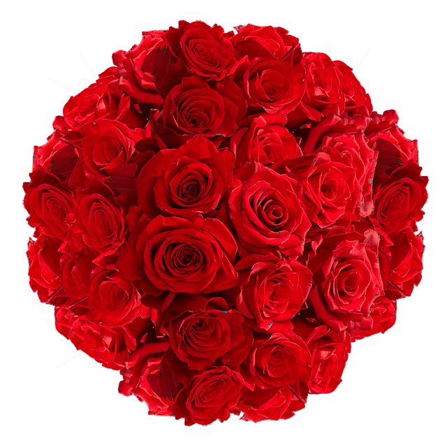100 Stems of Red Freedom Roses Beautiful Fresh Cut Flowers Express Delivery