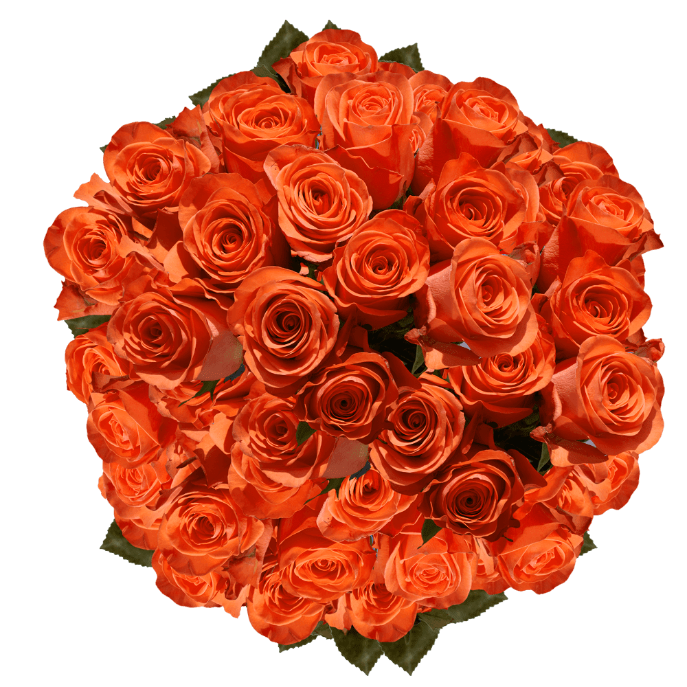 Greenchoice Flowers, 24 Orange Roses Fresh Cut Flowers
