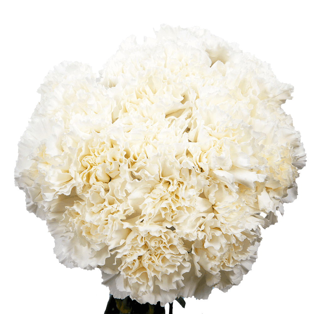 100 Stems Of White Carnations Beautiful Fresh Cut Flowers Express