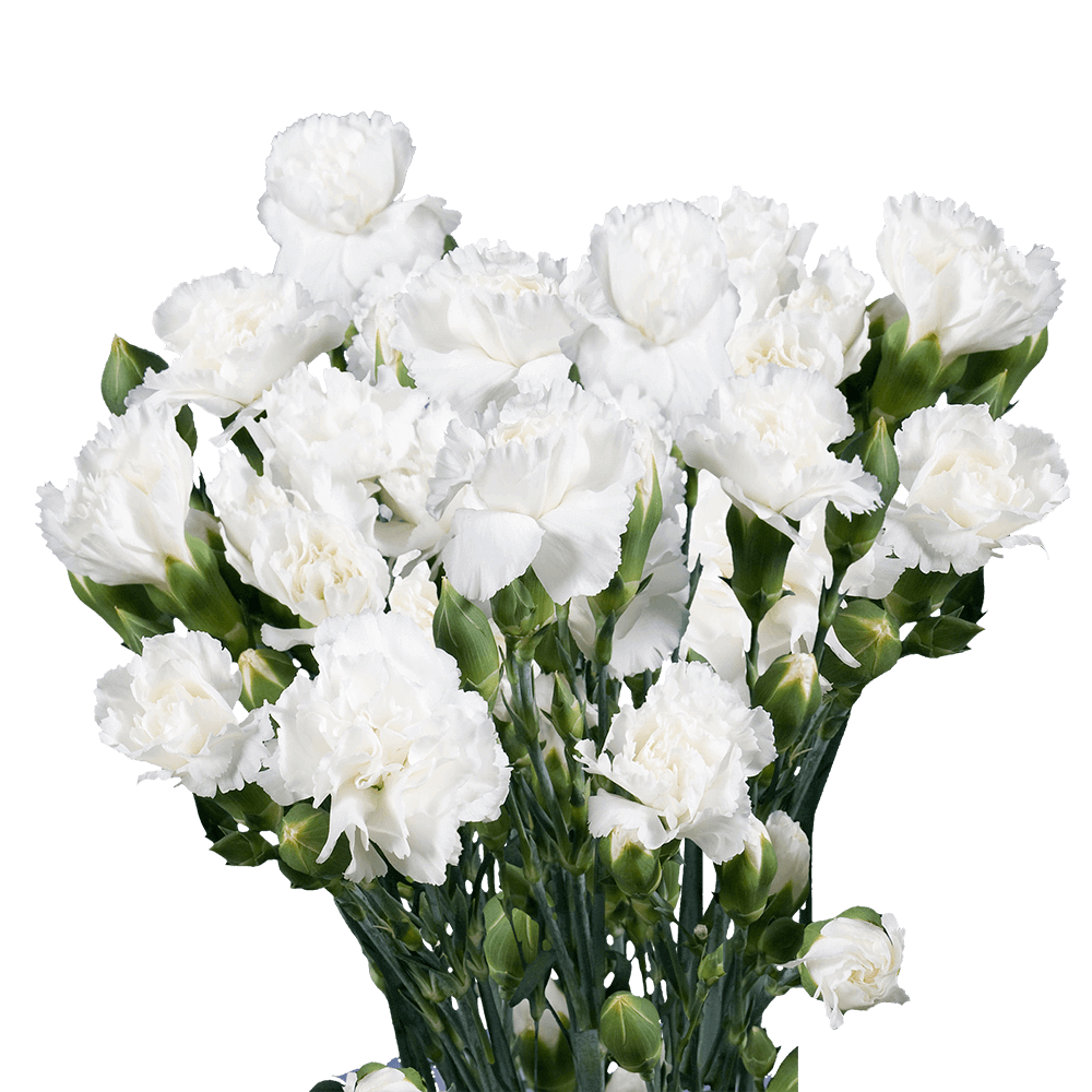 30 Stems of Yellow Asters Solidago Beautiful Fresh Cut Flowers