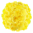 thumbnail image 1 of 100 Stems of Yellow Carnations- Beautiful Fresh Cut Flowers- Express Delivery, 1 of 4