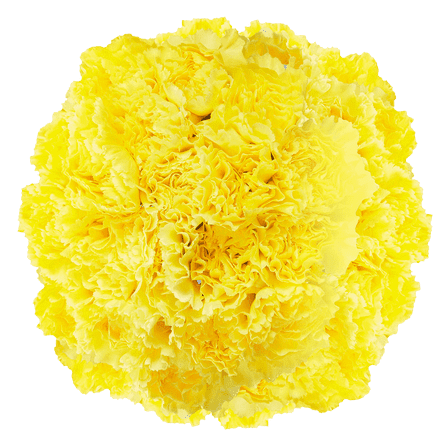 100 Stems of Yellow Carnations- Beautiful Fresh Cut Flowers- Express Delivery