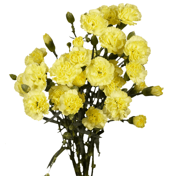 100 Stems of Yellow Spray Carnations- Beautiful Fresh Cut Flowers- Express Delivery