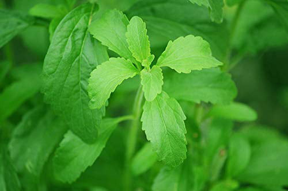 100+ Stevia Rebaudiana Sweetleaf Seeds Rare Edible Heirloom Sugar