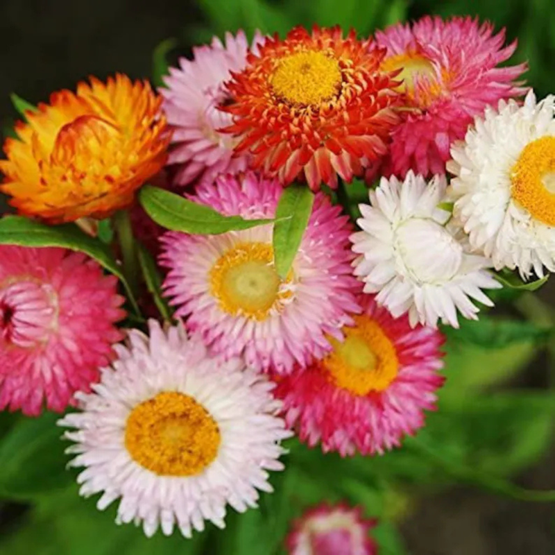 100 Strawflower (Dwarf) Seeds, Tom Thumb Mix, Perennial