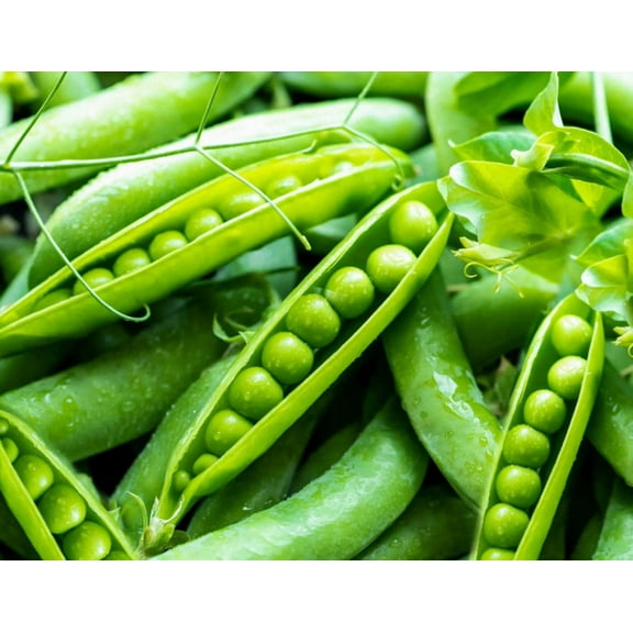 100+ Sugar Snap Pea Seeds for Planting