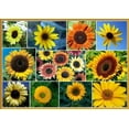 thumbnail image 1 of CZ Grain 100 Sunflower Plant Seeds, Pollinator Friendly, 1 of 1