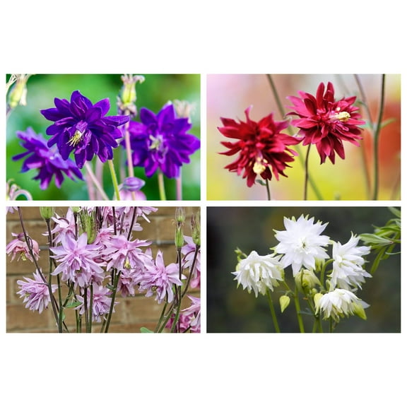 100 TALL DOUBLE COLUMBINE Aquilegia Vulgaris Mixed Colors Red, Pink, Purple, & White Flower Seeds