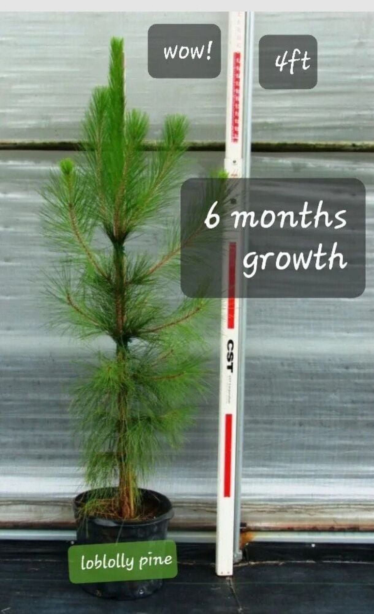 100 TALLoblolly Pine Tree saplings 1020” Bareroot Fast Grow