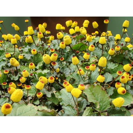 100 TOOTHACHE / EYEBALL PLANT Spilanthes Oleracea Red & Yellow Flower Herb Seeds