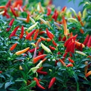 100 Thai Chili Pepper Seeds, Heirloom Hot Pepper Seeds for Planting, Spicy Vegetable Seeds for Garden Growing