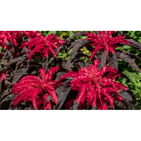100 Tricolor EARLY SPLENDOR AMARANTHUS Hypochondricus Flower Seeds