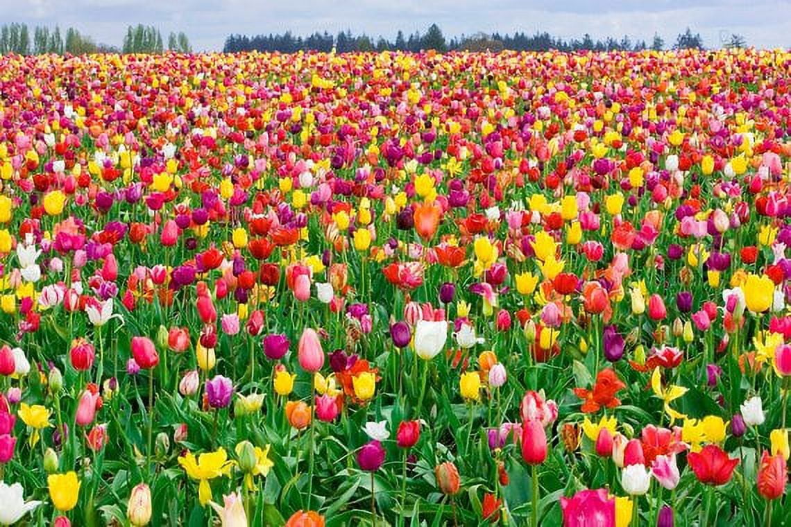 Tulip Landscape Mix 100 Bulbs Tulip Landscape Mix 100 Bulbs