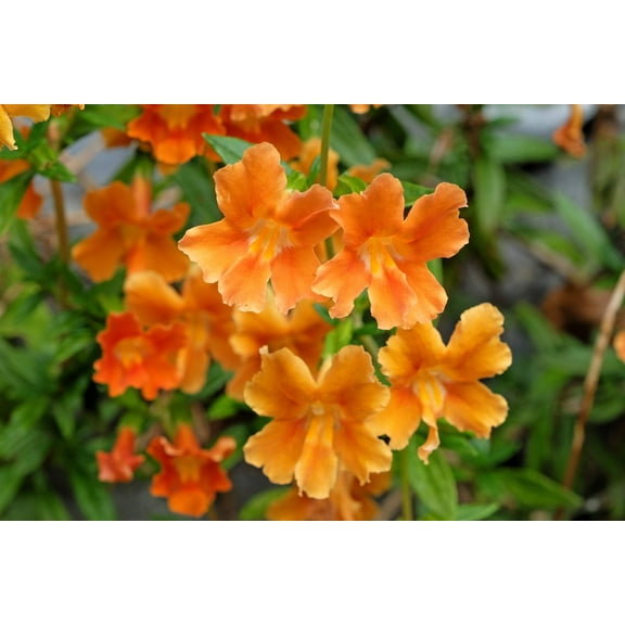 100 Twinkle ORANGE MONKEY FLOWER Mimulus Seeds