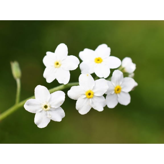 100 Victoria WHITE FORGET Me NOT Myosotis Alpestris Shade or Sun Flower Seeds