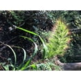 thumbnail image 1 of 100 WALTER'S BARNYARD GRASS Wetland Ornamental Echinochloa Walteri Seeds, 1 of 5