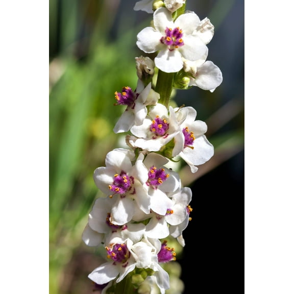 100 WHITE BLUSH VERBASCUM Blattaria Albiflorum Moth Mullein Flower Seeds
