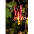 thumbnail image 1 of 100 WILD/ CANADIAN COLUMBINE Aquilegia Canadensis Flower Seeds, 1 of 6
