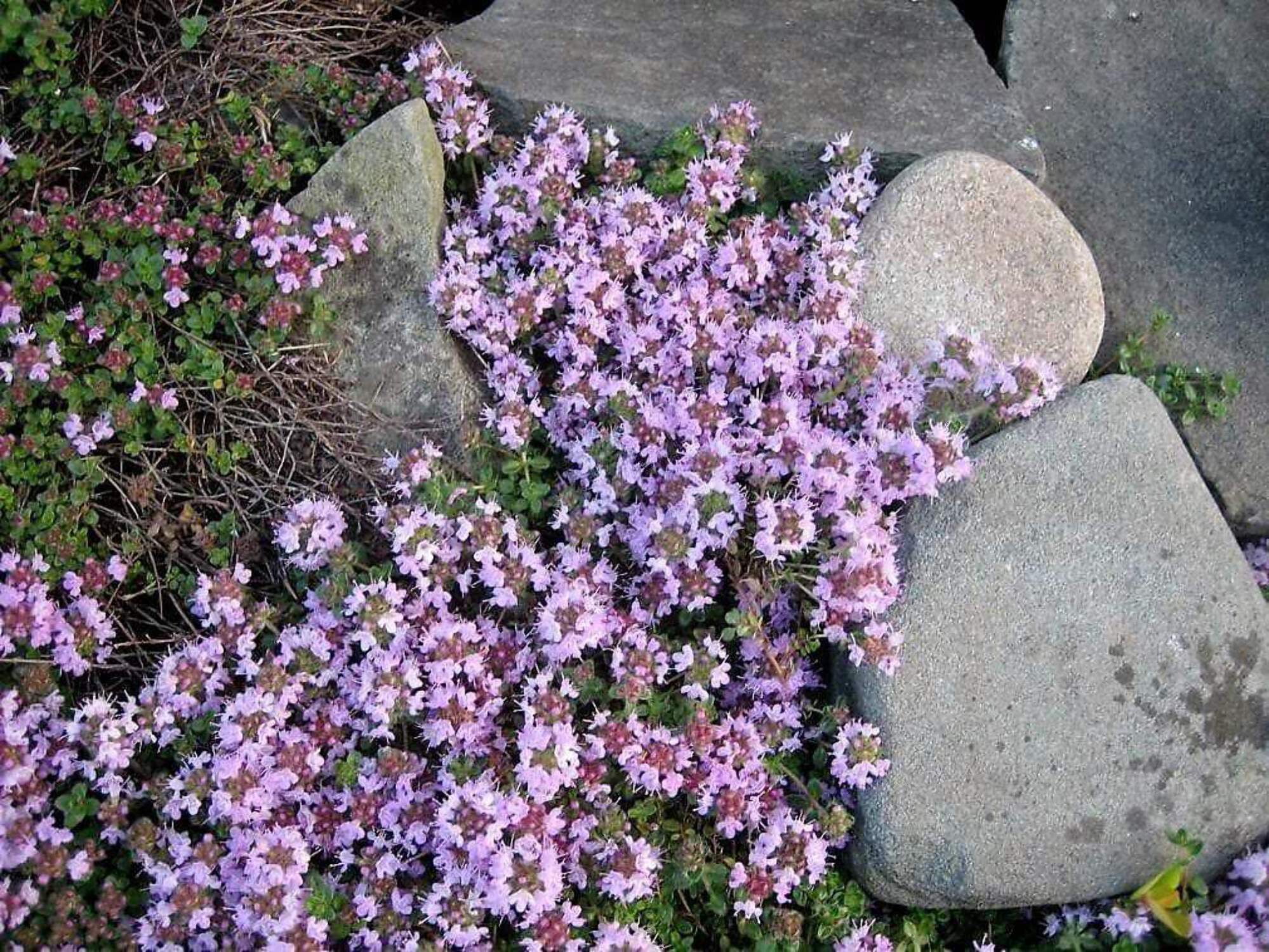 Walk On Me Creeping Thyme Herb Flower Seeds, Thymus Serpyllum, Pack of